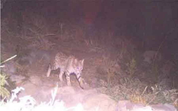 اولین تصویر از گربه وحشی در پلنگ دره قم ثبت شد